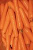 Fresh Carrots