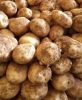 Fresh Potatoes