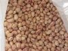 cranberry beans