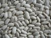 white kidney bean, whi...