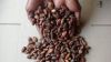Dried Cocoa Beans