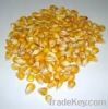 Yellow/White Corn maiz...