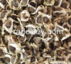 Moringa Seed