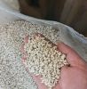 Safflower seeds