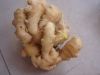 ginger