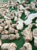 KAVA BULK WHOLESALE