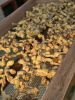 KAVA BULK WHOLESALE