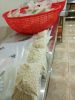 KAVA BULK WHOLESALE