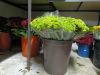 Fresh Cut Flowers for ...