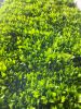 Fresh Cut Ruscus