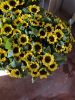 Sunflower (Helianthus)