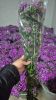 Sweet William