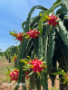 White dragon fruit