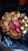 Kola Nut (Kola Nitida)