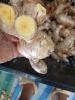 Fresh Ginger