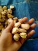 Kola Nut (Kola Nitida)