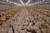 chicken supplier whole...