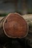 Teak (Tectonia Grandis...