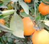Premium Fresh Valencia...