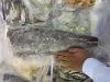 frozen tuna