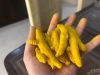 Turmeric FIngers