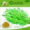 Factory supply Rosmarinic acid,Rosemary extract,Preservative