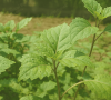 PL-104 - Patchouli Oil...