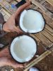 Mature coconut