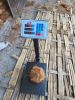 Mature coconut
