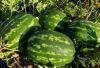 Fresh melon and Waterm...