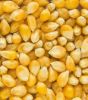 Yellow Corn
