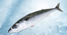 Premium Frozen Mackere...