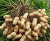 New Crop Peanuts in Sh...