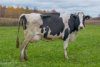 Premium Holstein Dairy...