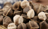 Premium Moringa Seeds ...