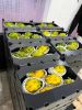 PITAHAYA AMARILLA