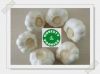 pure garlic