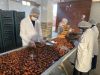 Egyptian semi dry dates