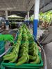 Fresh Cavendish Banana