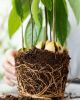 Coco peat