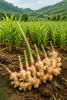 Premium Indian Dry Ginger