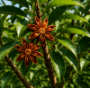 Premium Indian Star Anise