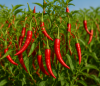 Premium Indian Dry Red...