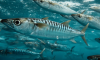 Mackerel Fish Fillets ...