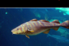Frozen Cod Wholesale S...