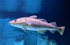 Premium Fresh Cod Bulk...