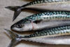 Fresh Mackerel Fish &a...
