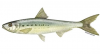 Premium Canned Sardine...