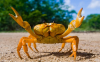 Premium Fresh Crab Bul...