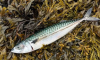 Premium Fresh Mackerel...
